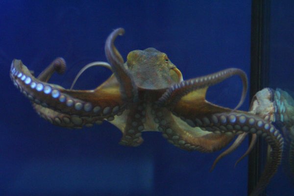 Kraken 12 att