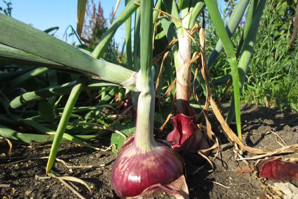 Kraken рабочее зеркало onion